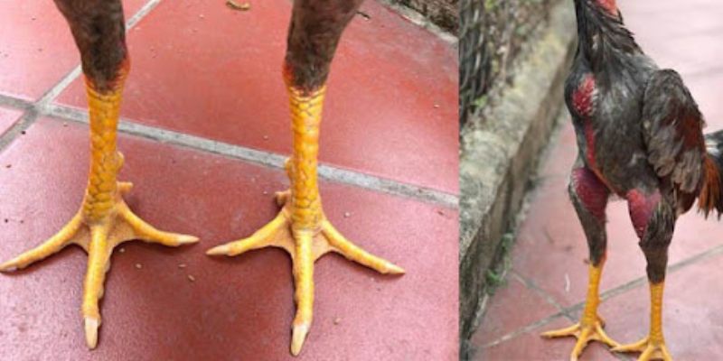 Vảy Gà Án Thiên – Dấu Ấn Đặc Biệt Của Chiến Kê