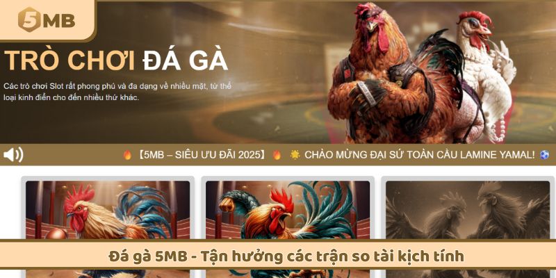 Đá gà 5MB - Tận hưởng các trận so tài kịch tính