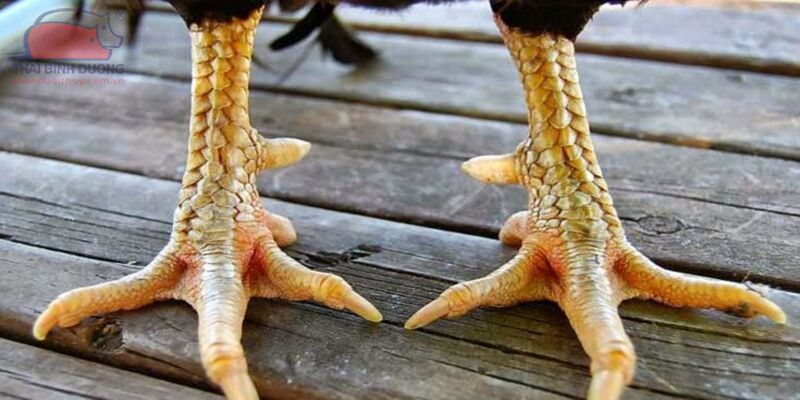 Vảy gà án thiên là gì và ý nghĩa trong chọi gà